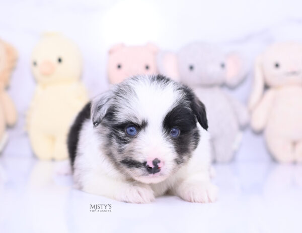 Mini / Toy Australian Shepherd Puppy Starry