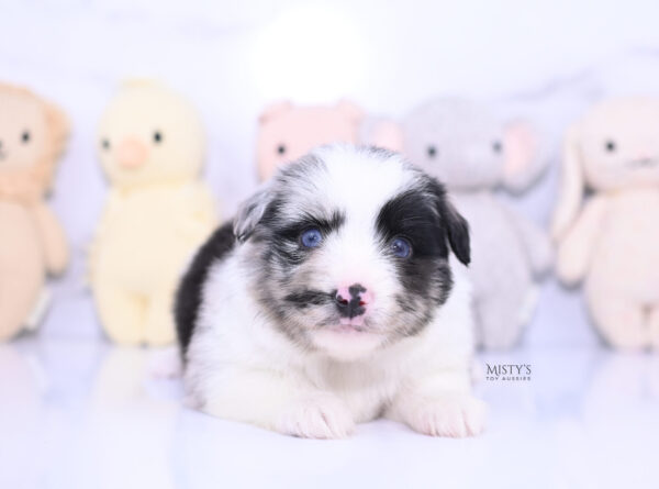 Mini / Toy Australian Shepherd Puppy Starry