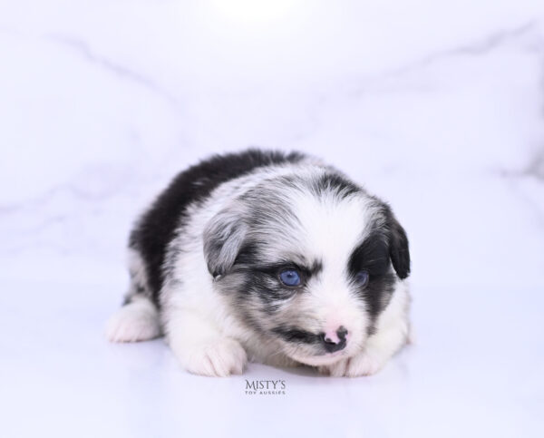 Mini / Toy Australian Shepherd Puppy Starry