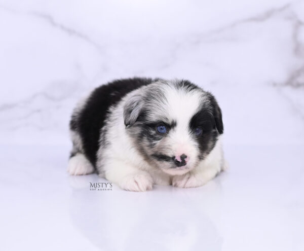 Mini / Toy Australian Shepherd Puppy Starry