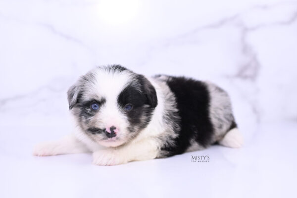 Mini / Toy Australian Shepherd Puppy Starry