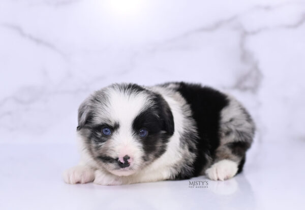 Mini / Toy Australian Shepherd Puppy Starry