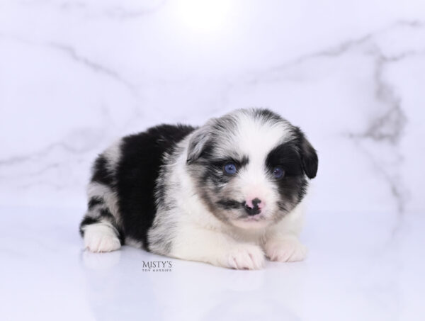 Mini / Toy Australian Shepherd Puppy Starry