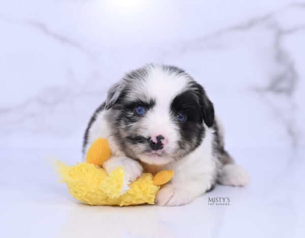 Mini / Toy Australian Shepherd Puppy Starry