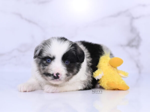Mini / Toy Australian Shepherd Puppy Starry