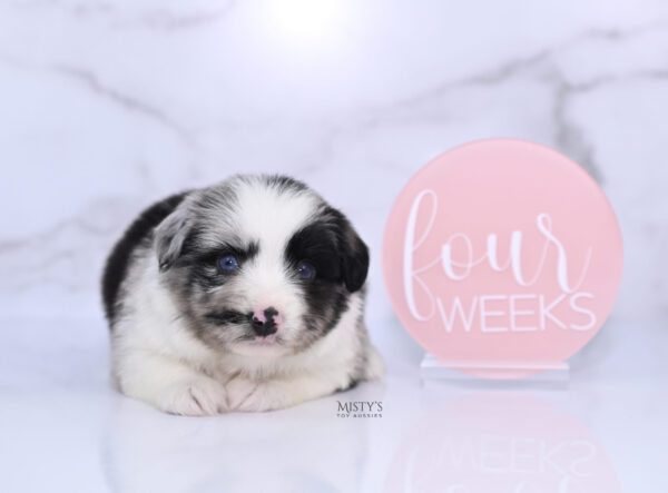 Mini / Toy Australian Shepherd Puppy Starry