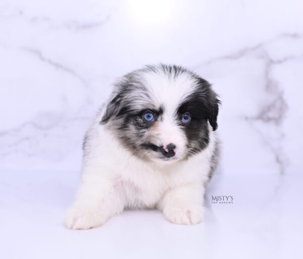 Mini / Toy Australian Shepherd Puppy Starry