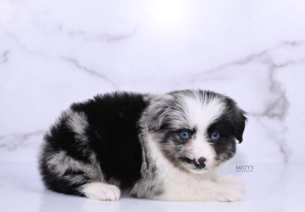 Mini / Toy Australian Shepherd Puppy Starry