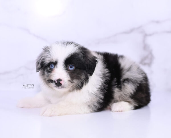 Mini / Toy Australian Shepherd Puppy Starry