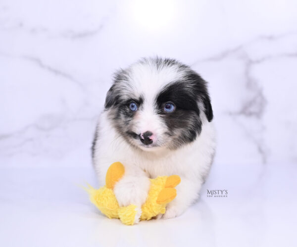 Mini / Toy Australian Shepherd Puppy Starry