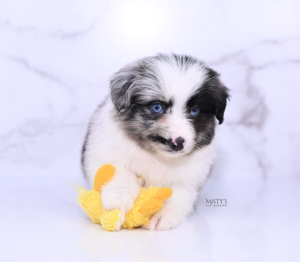 Mini / Toy Australian Shepherd Puppy Starry