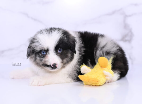 Mini / Toy Australian Shepherd Puppy Starry