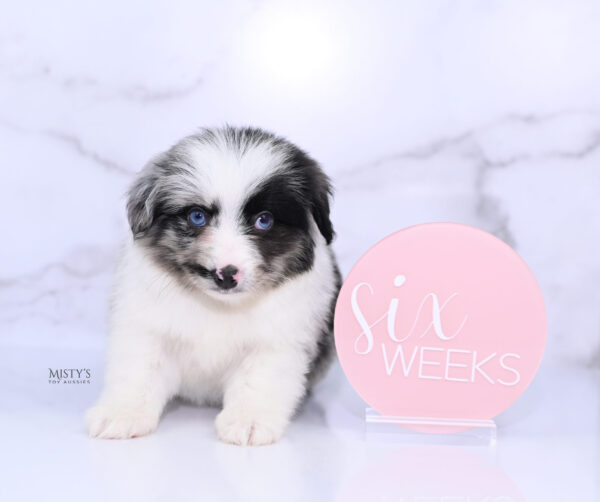 Mini / Toy Australian Shepherd Puppy Starry