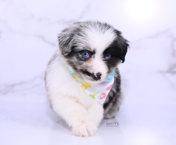 Mini / Toy Australian Shepherd Puppy Starry