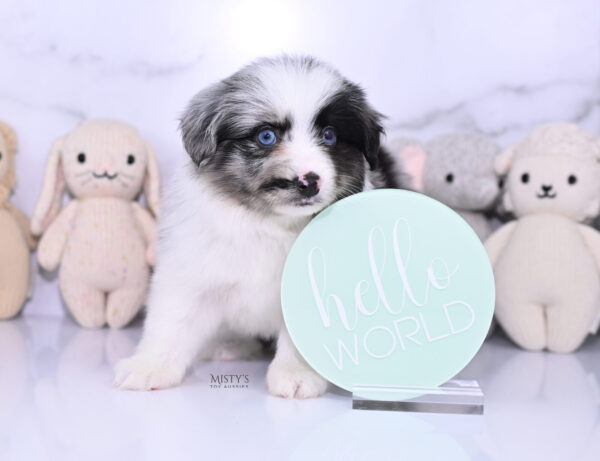 Mini / Toy Australian Shepherd Puppy Starry