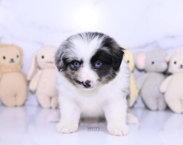 Mini / Toy Australian Shepherd Puppy Starry