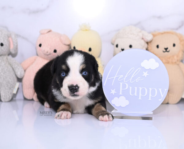 Mini / Toy Australian Shepherd Puppy Thunder