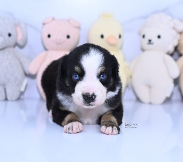 Mini / Toy Australian Shepherd Puppy Thunder