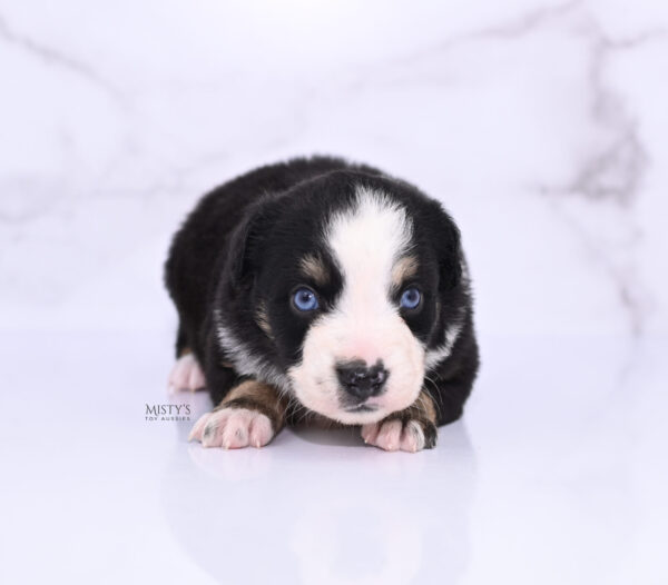 Mini / Toy Australian Shepherd Puppy Thunder