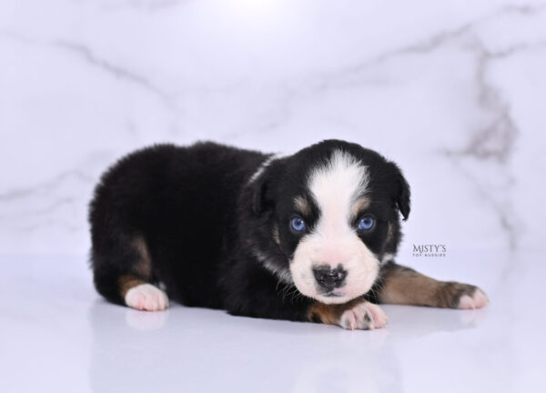 Mini / Toy Australian Shepherd Puppy Thunder