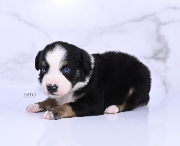 Mini / Toy Australian Shepherd Puppy Thunder