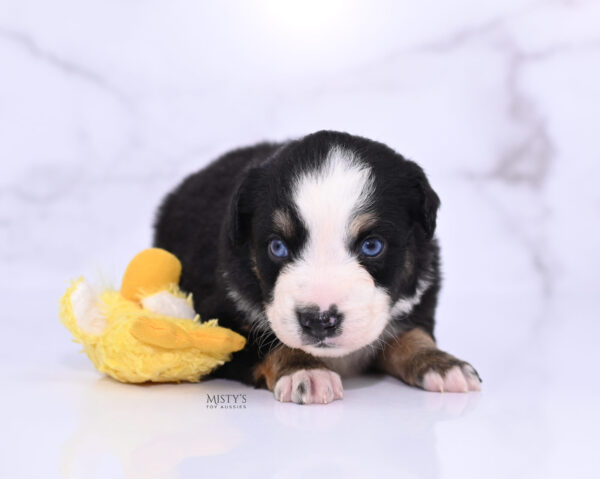 Mini / Toy Australian Shepherd Puppy Thunder