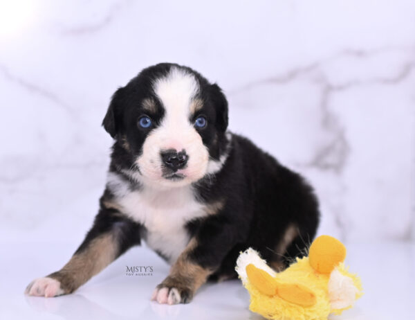 Mini / Toy Australian Shepherd Puppy Thunder