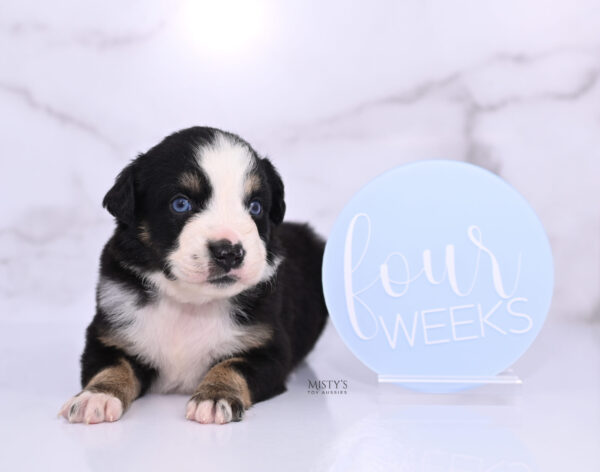 Mini / Toy Australian Shepherd Puppy Thunder