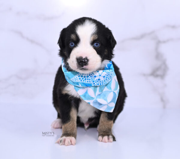 Mini / Toy Australian Shepherd Puppy Thunder