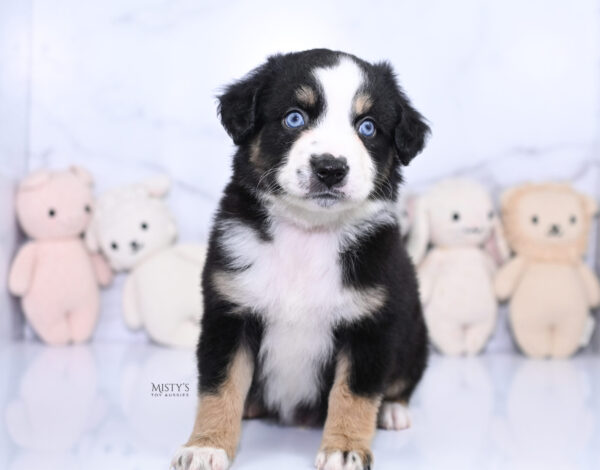 Mini / Toy Australian Shepherd Puppy Thunder