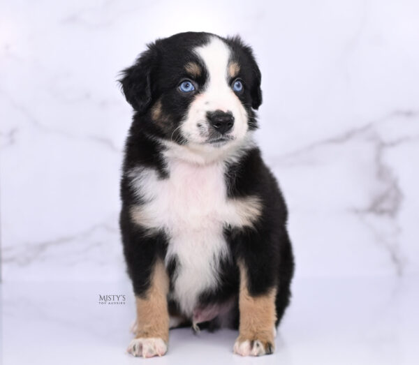 Mini / Toy Australian Shepherd Puppy Thunder