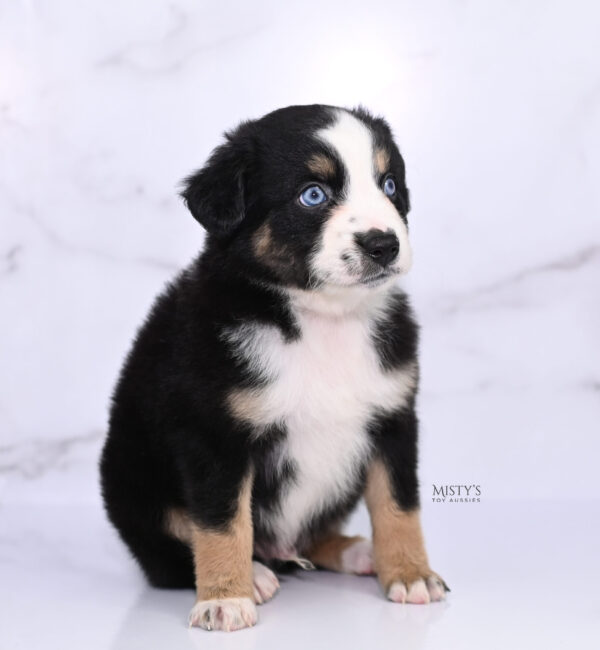 Mini / Toy Australian Shepherd Puppy Thunder