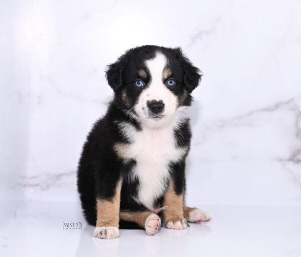 Mini / Toy Australian Shepherd Puppy Thunder