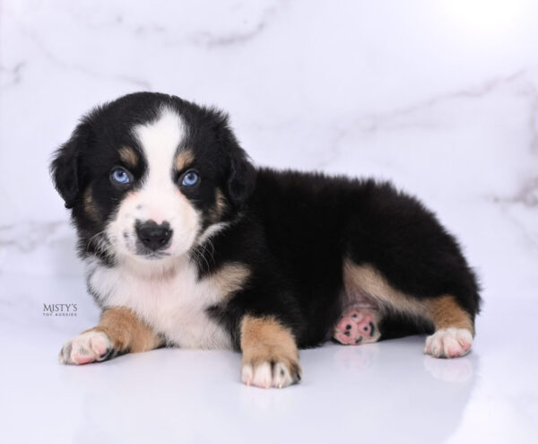 Mini / Toy Australian Shepherd Puppy Thunder