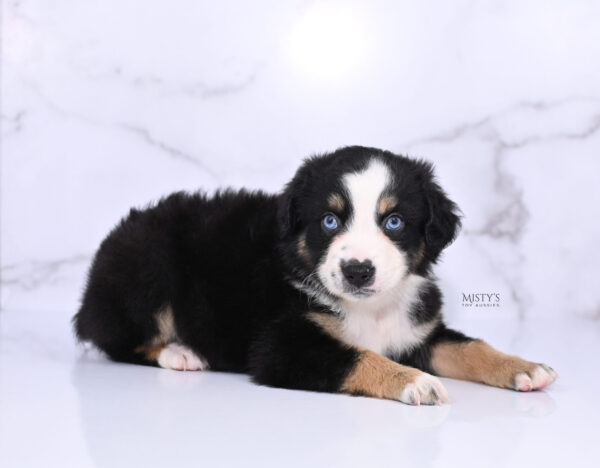 Mini / Toy Australian Shepherd Puppy Thunder