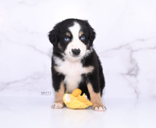 Mini / Toy Australian Shepherd Puppy Thunder