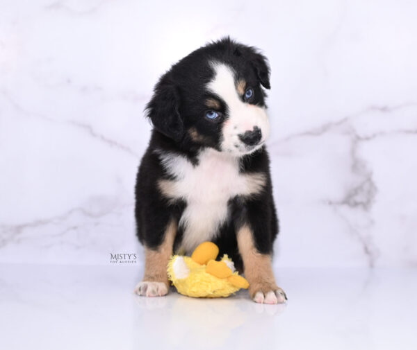 Mini / Toy Australian Shepherd Puppy Thunder