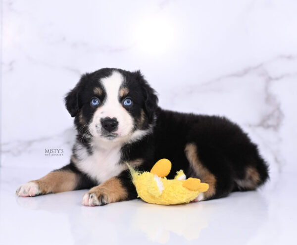 Mini / Toy Australian Shepherd Puppy Thunder