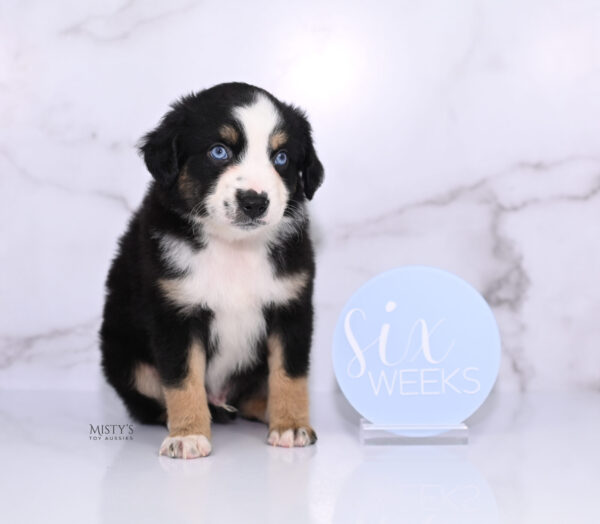 Mini / Toy Australian Shepherd Puppy Thunder