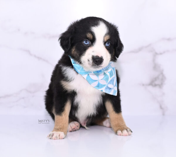 Mini / Toy Australian Shepherd Puppy Thunder