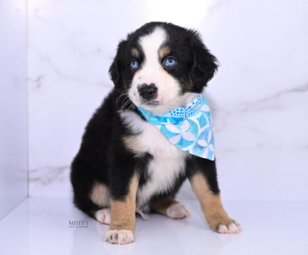 Mini / Toy Australian Shepherd Puppy Thunder