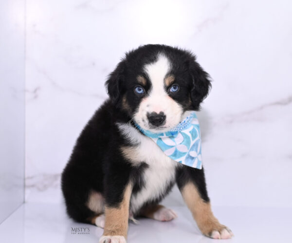 Mini / Toy Australian Shepherd Puppy Thunder