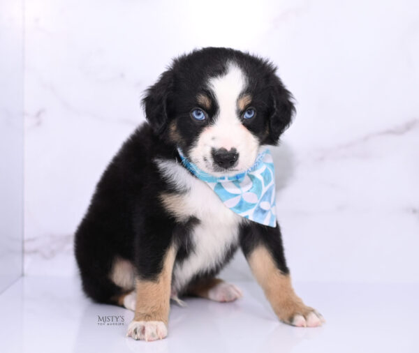 Mini / Toy Australian Shepherd Puppy Thunder