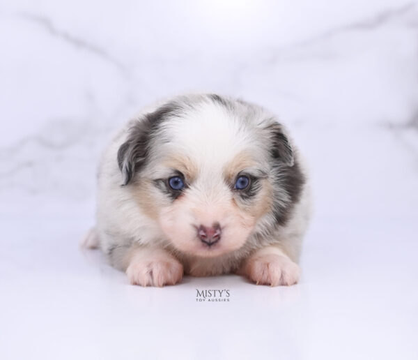Mini / Toy Australian Shepherd Puppy Tinsley