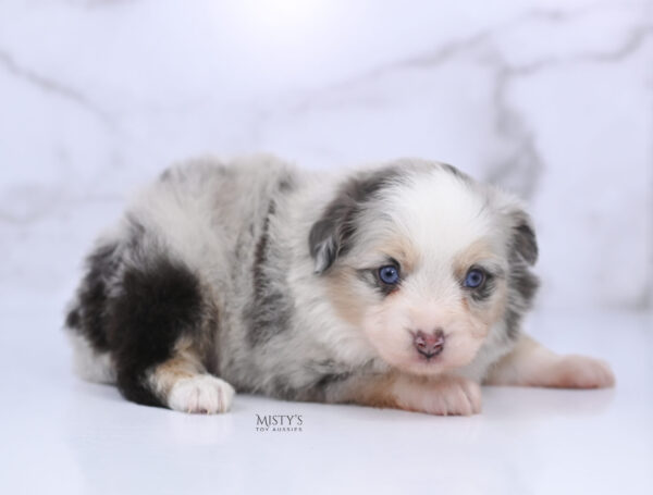 Mini / Toy Australian Shepherd Puppy Tinsley