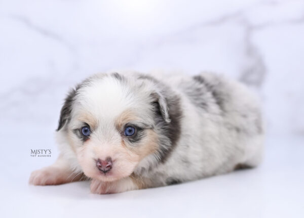 Mini / Toy Australian Shepherd Puppy Tinsley
