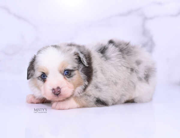 Mini / Toy Australian Shepherd Puppy Tinsley
