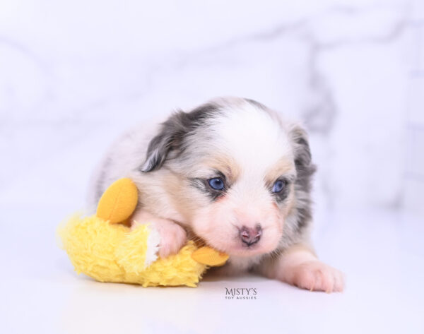 Mini / Toy Australian Shepherd Puppy Tinsley