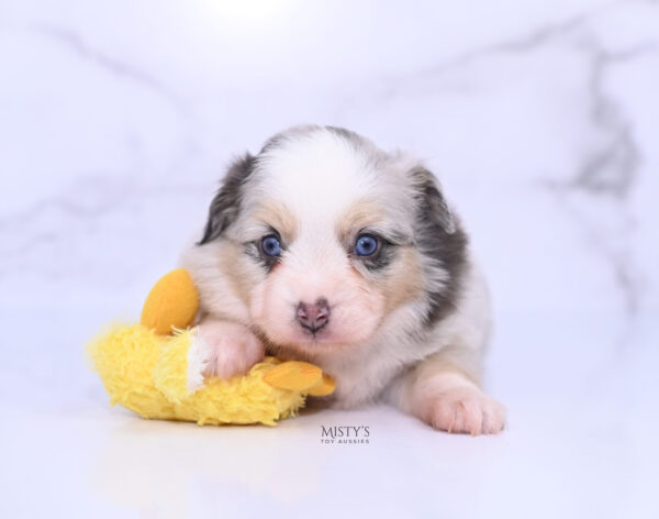 Mini / Toy Australian Shepherd Puppy Tinsley