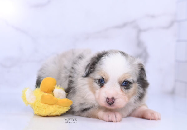 Mini / Toy Australian Shepherd Puppy Tinsley